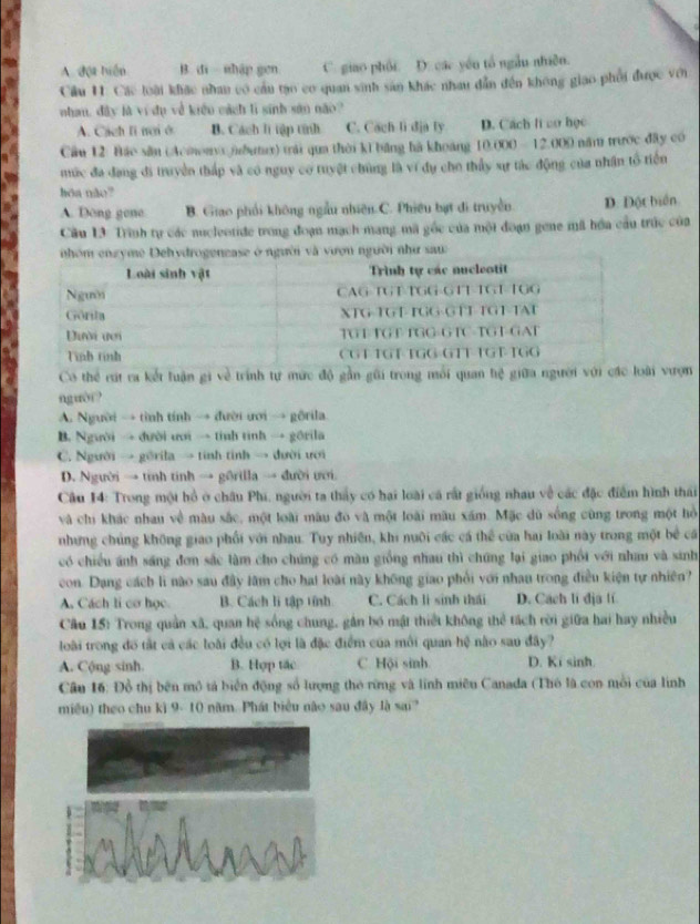 A. đột hiện B. di  sshập gen C. giao phối D. các yên tổ ngẫu nhiên.
Cầu 11: Các loài khác nhan có cầu tạo cơ quan sinh sản khác nhau dẫn đến không giao phối được với
nhau, dây là ví dụ về kiệu cách lì sinh sản nǎo?
A. Cach li nơi ở B. Cách lì tập tính C. Cach lì dịa ly D. Cách li co học
Câu 12 Báo sâu (Acmonvx june) trái qua thời ki băng hà khoảng 10.000 - 12.000 năm trước đây có
múc đa đang đi truyền thấp và có nguy cơ tuyệt chúng là ví dụ cho thủy sự tác động của nhân tổ tiển
hoa não?
A. Dong gone B. Giao phối không ngẫu nhiên C. Phiêu bạt đi truyền D. Đột biển
Cầu 13: Trình tự các nucleotide trong đoạn mạch mang mã gốc của mội đoạn gene mã hóa cầu trúc của
au
Co thể rúi ra kết luận gi về trính tự mức độ gần gũi trong mỗi quan hệ giữa người với các loài vượn
nguòi?
A. Người → tình tính → đười ưới → gôrila
B. Người → đười ưới → tỉnh tình → gōrila
C. Người → görila → tinh tỉnh → dười ưới
D. Người → tỉnh tinh → gðrilla → đười ưới.
Câu 14: Trong một hồ ở châu Phi, người ta thấy có hai loài cá rất giống nhau về các đặc điểm hình thái
và chi khác nhau về màu sắc, một loài màu đó và một loài màu xám. Mặc dù sống cũng trong một hồ
những chúng không giao phối với nhau. Tuy nhiên, khi nuôi các cá thể của hai loài này trong một bể cá
có chiều ánh sáng đơn sắc làm cho chúng có màu giống nhau thì chứng lại giao phối với nhau và sinh
con. Dang cách lì nào sau đây lâm cho hai loài này không giao phối với nhau trong điều kiện tự nhiên?
A. Cách tí cơ học B. Cách li tập tính C. Cách lì sinh thái D. Cach li dja lí
Câu 15: Trong quần xã, quan hệ sống chung, gần bó mật thiết không thể tách rời giữa hai hay nhiều
loài trong đô tất cả các loài đều có lợi là đặc điểm của môi quan hệ nào sau đây?
A. Cộng sinh. B. Hợp tác C. Hội sinh D. Ki sinh.
Câu 16: Đồ thị bên mô tả biển động số lượng thỏ rừng và lĩnh miêu Canada (Thó là con mỗi của lình
miêu) theo chu kì 9- 10 năm. Phát biểu nào sau đây là sai?