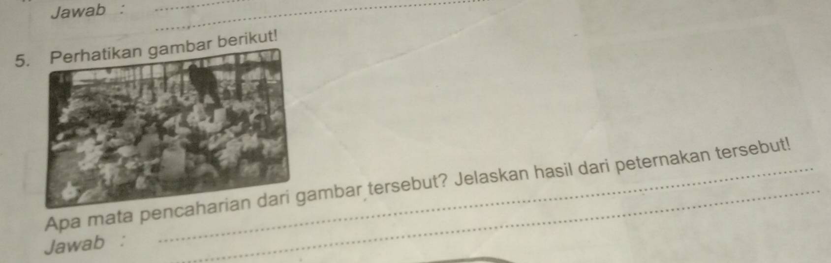 Jawab : 
_ 
_ 
5.bar berikut! 
Apa mata penambar tersebut? Jelaskan hasil dari peternakan tersebut! 
Jawab :