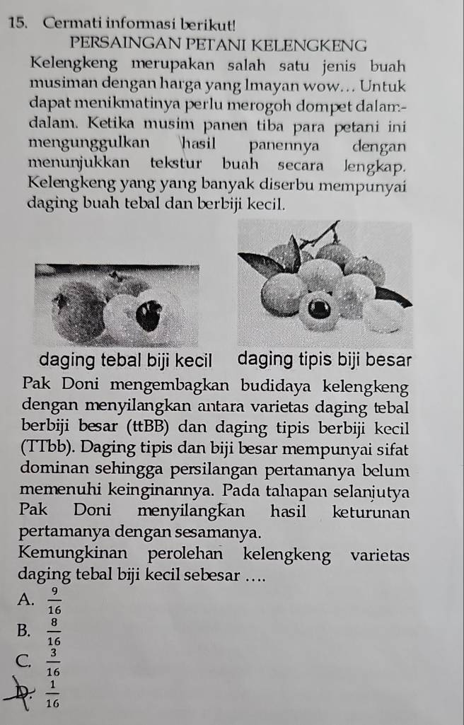 Cermati informasi berikut!
PERSAINGAN PETANI KELENGKENG
Kelengkeng merupakan salah satu jenis buah
musiman dengan harga yang lmayan wow... Untuk
dapat menikmatinya perlu merogoh dompet dalam.-
dalam. Ketika musim panen tiba para petani ini
mengunggulkan hasil panennya dengan
menunjukkan tekstur buah secara lengkap.
Kelengkeng yang yang banyak diserbu mempunyai
daging buah tebal dan berbiji kecil.
daging tebal biji kecil daging tipis biji besar
Pak Doni mengembagkan budidaya kelengkeng
dengan menyilangkan antara varietas daging tebal
berbiji besar (ttBB) dan daging tipis berbiji kecil
(TTbb). Daging tipis dan biji besar mempunyai sifat
dominan sehingga persilangan pertamanya belum
memenuhi keinginannya. Pada tahapan selanjutya
Pak Doni menyilangkan hasil keturunan
pertamanya dengan sesamanya.
Kemungkinan perolehan kelengkeng varietas
daging tebal biji kecil sebesar ….
A.  9/16 
B.  8/16 
C.  3/16 
D  1/16 