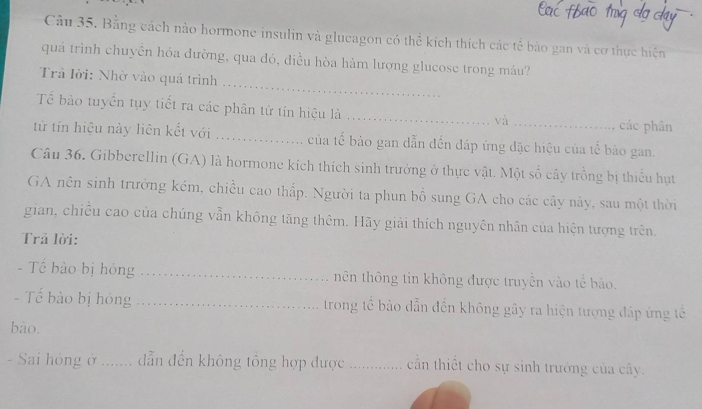 Bằng cách nào hormone insulin và glucagon có thể kích thích các tế bào gan và cơ thực hiện 
_ 
quá trình chuyền hóa dường, qua dó, diều hòa hàm lượng glucose trong máu? 
Trả lời: Nhờ vào quá trình 
Tế bào tuyến tụy tiết ra các phân tử tín hiệu là_ 
và_ 
các phân 
từ tín hiệu này liên kết với _của tế bào gan dẫn đến dáp ứng đặc hiệu của tế bào gan. 
Câu 36. Gibberellin (GA) là hormone kích thích sinh trưởng ở thực vật. Một số cây trồng bị thiểu hụt 
GA nên sinh trường kém, chiều cao thấp. Người ta phun bổ sung GA cho các cây này, sau một thời 
gian, chiều cao của chúng vẫn không tăng thêm. Hãy giải thích nguyên nhân của hiện tượng trên. 
Trả lời: 
- Tế bào bị hóng _thên thông tin không được truyền vào tế bào. 
- Tế bào bị hóng _trong tế bào dẫn đến không gây ra hiện tượng đáp ứng tế 
bào. 
- Sai hỏng ở ._ dẫn đến không tông hợp được_ 
cần thiết cho sự sinh trưởng của cây.