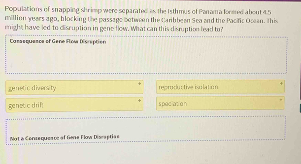 Populations of snapping shrimp were separated as the Isthmus of Panama formed about 4.5
million years ago, blocking the passage between the Caribbean Sea and the Pacific Ocean. This
might have led to disruption in gene flow. What can this disruption lead to?
Consequence of Gene Flow Disruption
genetic diversity reproductive isolation
genetic drift speciation
Not a Consequence of Gene Flow Disruption