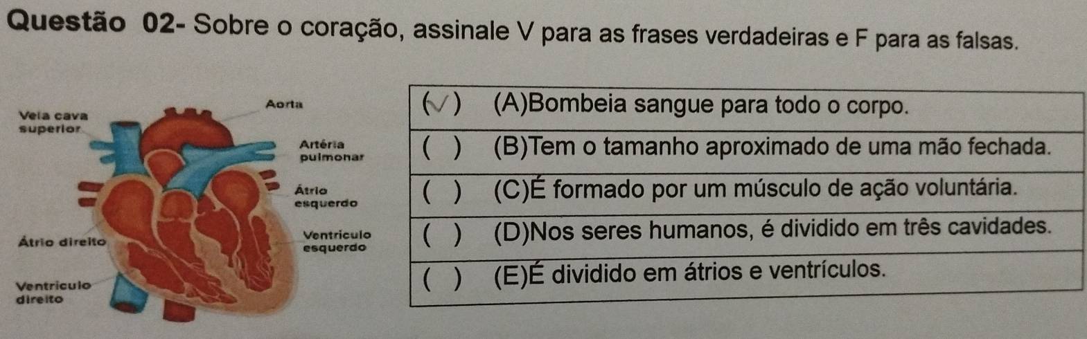 Questão 02- Sobre o coração, assinale V para as frases verdadeiras e F para as falsas.