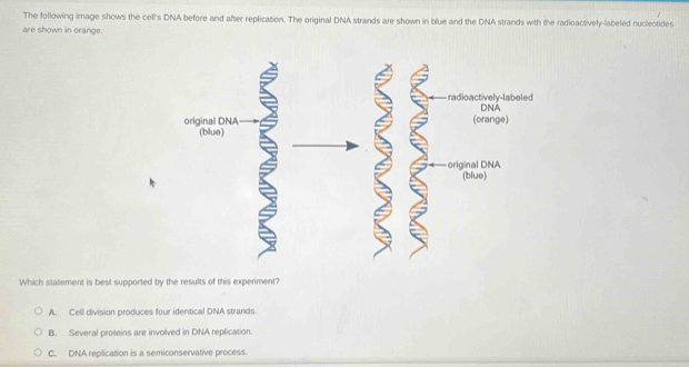 The following image shows the cell's DNA before and after replication. The original DNA strands are shown in blue and the DNA strands with the radioactively-labeled nuclectides
are shown in orange.
radioactively-labeled DNA
(orange)
original DNA
(blue)
Which statement is best supported by the results of this experiment?
A. Cell division produces four identical DNA strands.
B. Several proteins are involved in DNA replication.
C. DNA replication is a semiconservative process.