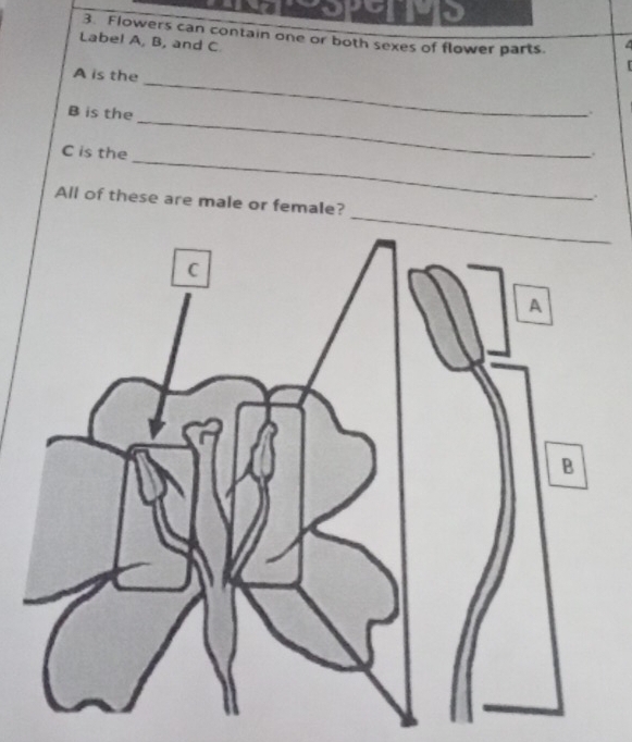 Flowers can contain one or both sexes of flower parts. 
Label A, B, and C. 
A is the
B is the 
_ 

_
C is the 
_ 
. 
All of these are male or female?