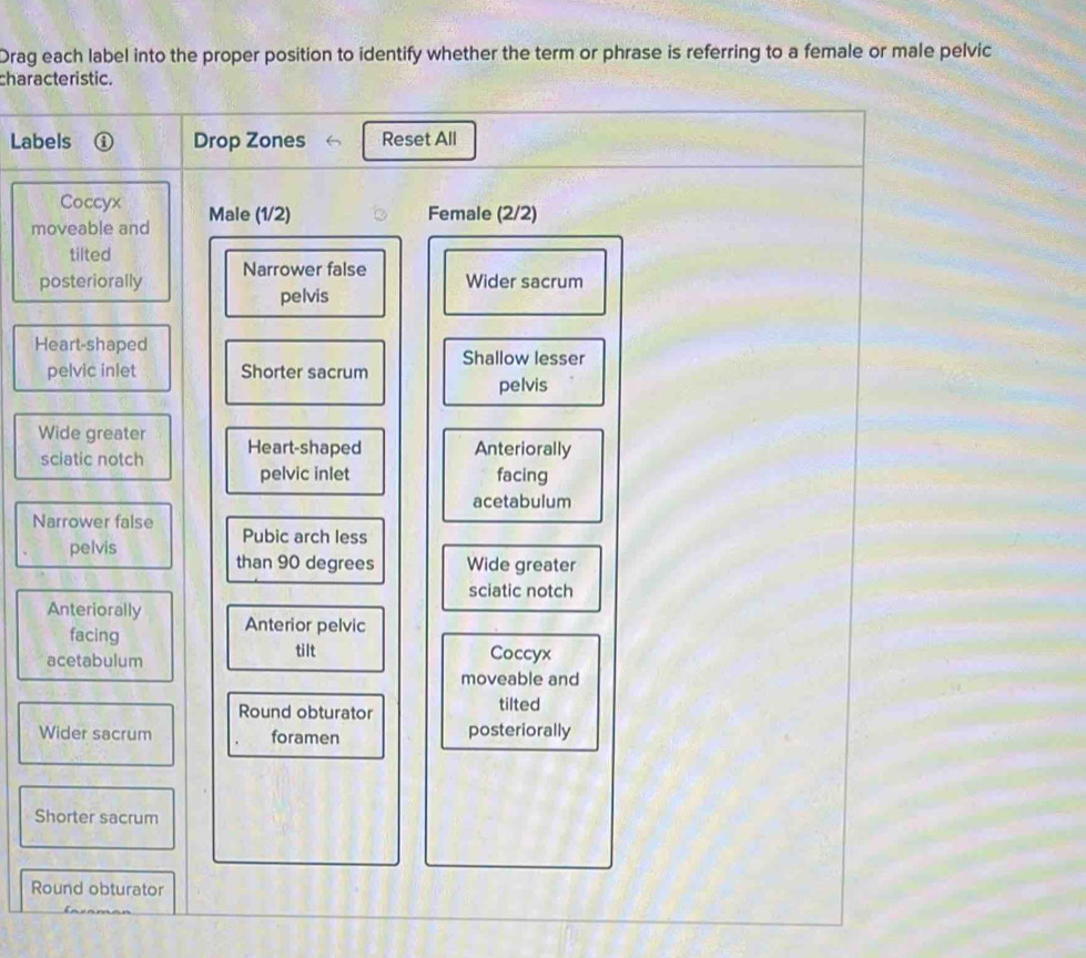 Drag each label into the proper position to identify whether the term or phrase is referring to a female or male pelvic 
characte ristic. 
Labels ① Drop Zones Reset All 
Coccyx Female (2/2)
moveable and Male (1/2)
tilted 
posteriorally Narrower false 
Wider sacrum 
pelvis 
Heart-shaped 
pelvic inlet Shorter sacrum Shallow lesser 
pelvis 
Wide greater Heart-shaped Anteriorally 
sciatic notch pelvic inlet 
facing 
acetabulum 
Narrower false 
Pubic arch less 
pelvis 
than 90 degrees Wide greater 
sciatic notch 
Anteriorally Anterior pelvic 
facing 
tilt 
acetabulum Coccyx 
moveable and 
Round obturator 
tilted 
Wider sacrum foramen posteriorally 
Shorter sacrum 
Round obturator