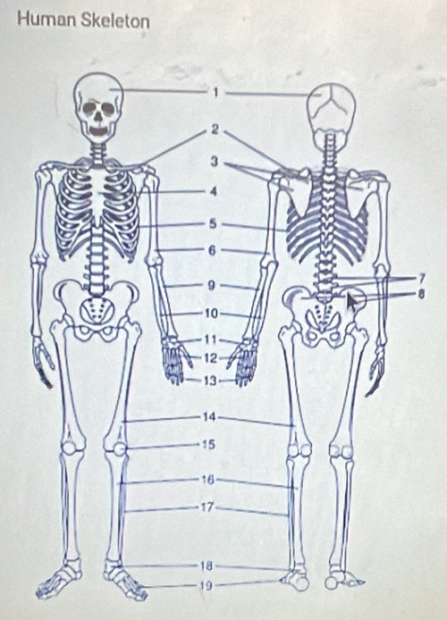 Human Skeleton