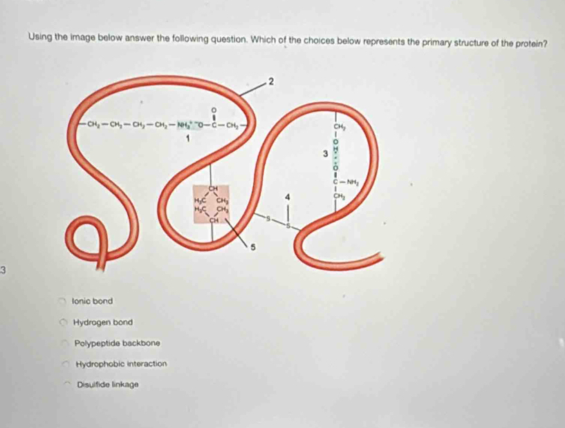 Using the image below answer the following question. Which of the choices below represents the primary structure of the protein?
a
Ionic bond
Hydrogen bond
Polypeptide backbone
Hydrophobic interaction
Disuifide linkage