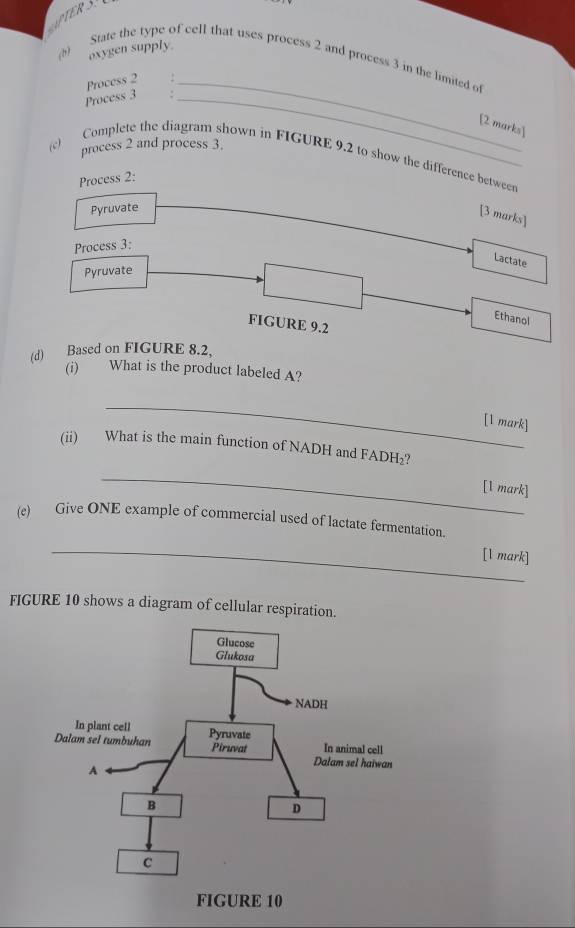 ATER S 
oxygen supply. 
(b) State the type of cell that uses process 2 and process 3 in the limited of 
_ 
Process 3 Process 2_ 
[2 marks] 
process 2 and process 3. 
(c) Complete the diagram shown in FIGURE 9.2 to show the difference between 
Process 2: 
Pyruvate 
[3 marks] 
Process 3: 
Lactate 
Pyruvate 
Ethanol 
FIGURE 9.2 
(d) Based on FIGURE 8.2, 
(i) What is the product labeled A? 
_ 
[1 mark] 
(ii) What is the main function of NADH and FADH₂? 
_ 
[l mark] 
(e) Give ONE example of commercial used of lactate fermentation. 
_ 
[l mark] 
FIGURE 10 shows a diagram of cellular respiration.