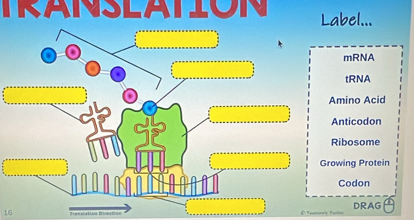 Label...
mRNA
tRNA
Amino Acid
Anticodon
Ribosome
owing Protein
Codon
DRAG
16 Translation Direction
T