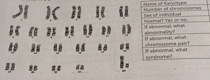 Karyotype 
a