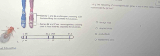 Using the frequency of crossing between genes V and W, what can be creat
as shown in the picture?
Genes V and W are far apart; crossing over
is more likely to separate these afteles.
Genes W and Y are close together: crossing linkage map
over is less likely to separate these alletes.
n. dihybrid cross
product rule
monohytird crass
ext Alternative