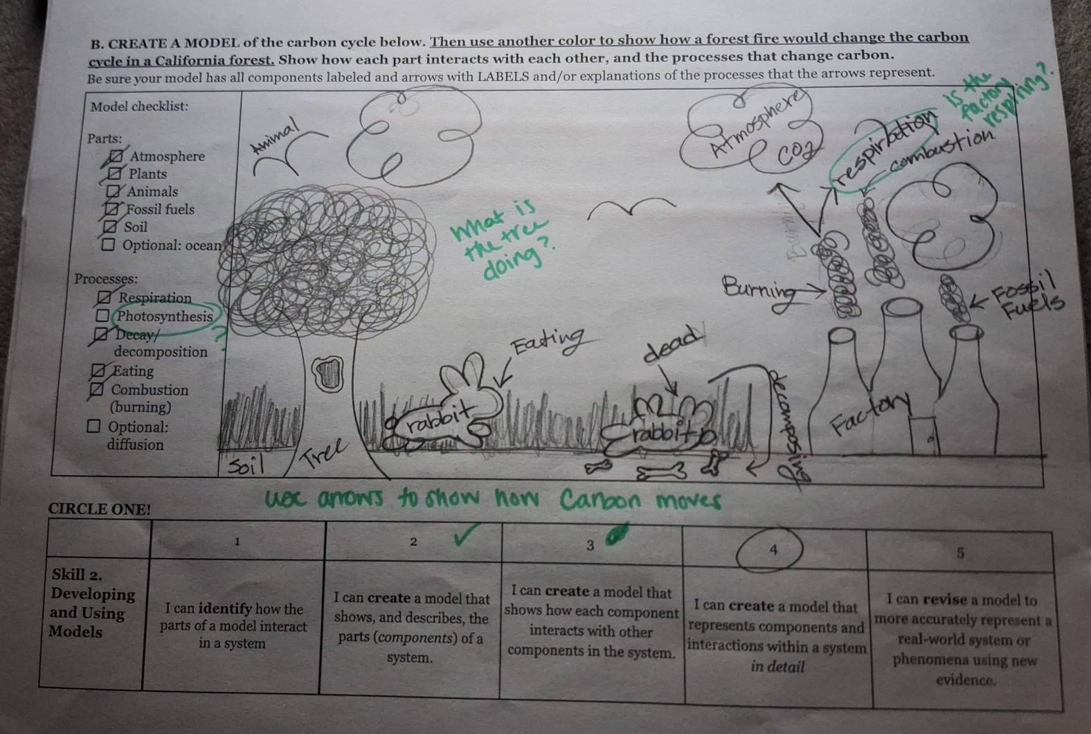 CREATE A MODEL of the carbon cycle below. Then use another color to show how a forest fire would change the carbon 
cycle in a California forest. Show how each part interacts with each other, and the processes that change carbon. 
that the arrows represent. 
CIRCLE ONE! 
1 
2 
3 
4 
5 
Skill 2. 
Developing I can create a model that I can create a model that I can revise a model to 
and Using I can identify how the shows how each component I can create a model that 
Models parts of a model interact shows, and describes, the interacts with other represents components and more accurately represent a 
in a system parts (components) of a real-world system or 
components in the system. interactions within a system phenomena using new 
system. in detail 
evidence.