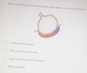 Which adoptation of the alveoli means gases diffuse over a short distance?
A good blood supply.
Thin alveolar membrones
Large surface area of the alveali.
Well ventilated.