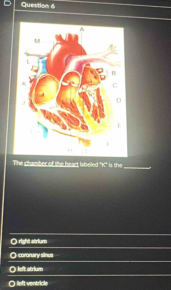 The chamber of the heart labeled "K" is the
_
O right atrium
coronary sinus
left atrium
left ventricle