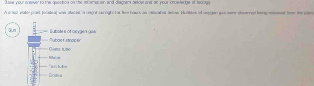 Base your answer to the question on the information and diagram below and on your knowledge of bology 
A small water plant (elodea) was placed in bright sunlight for five hours as indicated below. Bubbles of oxygen gas were observed being relessed from the plar 
Sun