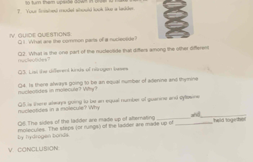 to turn them upside down in order to ma 
7. Your finished model should look like a ladder. 
IV. GUIDE QUESTIONS: 
Q1. What are the common parts of a nucleotide? 
Q2. What is the one part of the nucleotide that differs among the other different 
nucleotides? 
Q3. List the different kinds of nitrogen bases 
Q4. Is there always going to be an equal number of adenine and thymine 
nucleotides in molecule? Why? 
Q5.is there always going to be an equai number of guanine and cylosine 
nucleotides in a molecule? Why 
Q6.The sides of the ladder are made up of alternating 
molecules. The steps (or rungs) of the ladder are made up of_ and_ held together 
by hydrogen bonds. 
V. CONCLUSION: