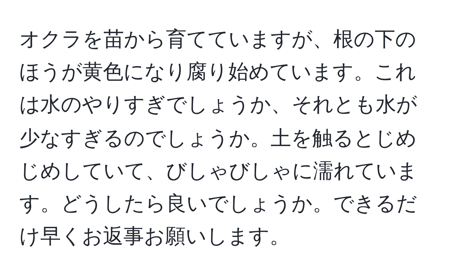 オクラを苗から育てていますが、根の下のほうが黄色になり腐り始めています。これは水のやりすぎでしょうか、それとも水が少なすぎるのでしょうか。土を触るとじめじめしていて、びしゃびしゃに濡れています。どうしたら良いでしょうか。できるだけ早くお返事お願いします。