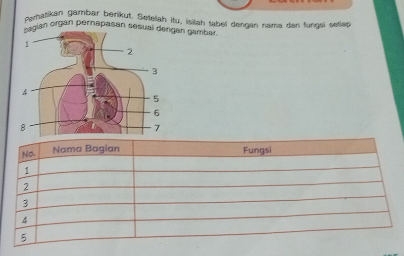 Perhatikan gambar berikut. Setelah itu, isilah tabel dengan nama dan fungsi setiap 
ian organ pernapasan sesuaan gambar,