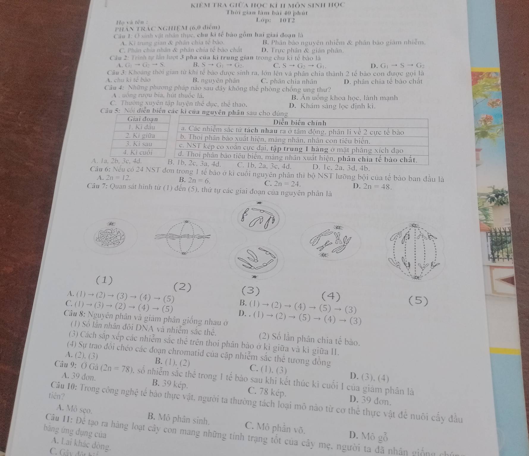 kiêm tra giữa học kỉ 11 môn sinh học
Thời gian làm bài 40 phút
Họ và tên :
Lóp: 10T2
PHÂN TRÁC NGHIỆM (6,0 điểm)
Câu 1: Ô sinh vật nhân thực, chu kì tể bào gồm hai giai đoạn là
A. Kì trung gian & phân chia tế bảo. B. Phân bào nguyên nhiễm & phân bào giám nhiễm.
C. Phân chia nhân & phân chia tế bảo chất D. Trực phân & gián phân.
Câu 2: Trình tự lần lượt 3 pha của kì trung gian trong chu kì tế bào là
A. G_1to G_2to S. B. Sto G_1to G_2 C. Sto G_2to G_1 D. G_1to Sto G_2
Câu 3: Khoảng thời gian từ khi tế bào được sinh ra, lớn lên và phân chia thành 2 tế bào con được gọi là
A. chu kì tế bảo B. nguyên phân C. phân chia nhân D. phân chia tế bào chất
Câu 4: Những phương pháp nào sau đây không thể phòng chống ung thư?
A cuống rượu bia. hút thuốc lá. B. Ăn uống khoa học, lành mạnh
C. Thường xuyên tập luyện thể dục, thể thao. D. Khám sàng lọc định kì.
Câu 5: Nổi diễn biến các kì của ngu
A. 1 1c, 2a. 3d, 4b.
Câu 6: Nếu có 24 NST đơn trong 1 tế bào ở kì cuối nguyên phân thì bpartial NST T lưỡng bội của tế bào ban đầu là
A. 2n=12.
B. 2n=6.
C. 2n=24. D. 2n=48.
Câu 7: Quan sát hình từ (1) đến (5), thứ tự các giai đoạn của nguyên phân là
(1)
(2) (3)
(4) (5)
A. (1) to (2 ) → (3)to (4)to (5) B. (1) → (2) → (4) → → (3)
(5)
C. (1)to (3)to (2)to (4)to (5) D. . (1)→ (2) → (5) → (4) → (3)
Câu 8: Nguyên phân và giảm phân giống nhau ở
(1) Số lần nhân đôi DNA và nhiễm sắc thê. (2) Số lần phân chia tế bào.
(3) Cách sắp xếp các nhiễm sắc thể trên thoi phân bào ở kì giữa và kì giữa II.
(4) Sự trao đồi chéo các đoạn chromatid của cặp nhiễm sắc thể tương đồng
A. (2), (3) B. (1). (2) C. (1). (3) D. (3). (4)
Câu 9:  Ở G: ) (2n=78) S  số nhiễm sắc thể trong 1 tế bào sau khi kết thúc kì cuối I của giảm phân là
A. 39 don. B. 39 kép. C. 78 kép.
tiên?
D. 39 đơn.
Câu 10: Trong công nghệ tế bảo thực vật. người ta thường tách loại mô nào từ cơ thể thực vật để nuôi cấy đầu
A. Mô sẹo. B. Mô phân sinh. C. Mô phần võ.
Câu 11: Để tạo ra hàng loạt cây con mang những tính trạng tốt của cây mẹ, người ta đã nhân giố g  D. Mô gỗ
băng ứng dụng của
A. Lai khác dòng.
C. Gây đột hi