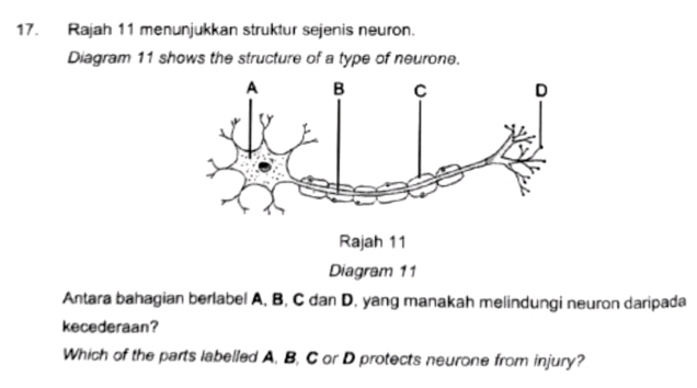 Rajah 11 menunjukkan struktur sejenis neuron. 
Diagram 11 shows the structure of a type of neurone. 
Antara bahagian berlabel A, B, C dan D, yang manakah melindungi neuron daripada 
kecederaan? 
Which of the parts labelled A, B, C or D protects neurone from injury?