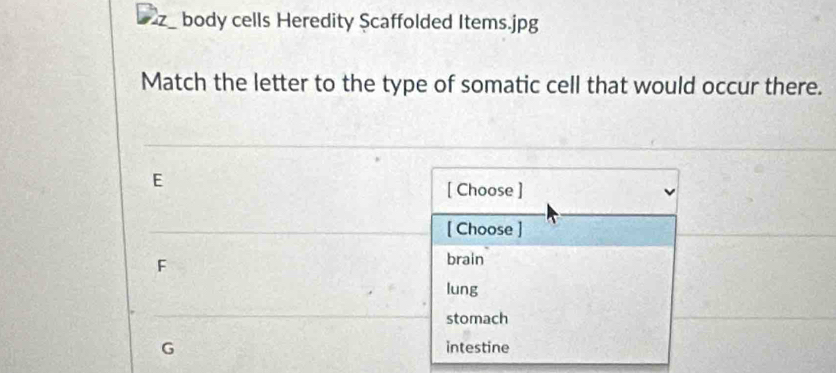 body cells Heredity Scaffolded Items.jpg
Match the letter to the type of somatic cell that would occur there.
E
[ Choose ]
[ Choose ]
F
brain
lung
stomach
G intestine