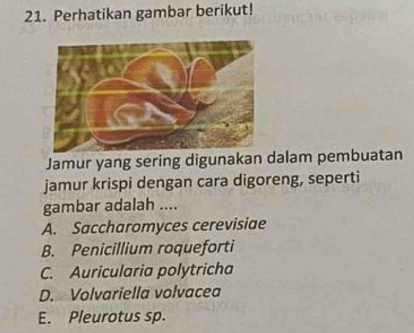 Perhatikan gambar berikut!
Jamur yang sering digunakan dalam pembuatan
jamur krispi dengan cara digoreng, seperti
gambar adalah ....
A. Saccharomyces cerevisiae
B. Penicillium roqueforti
C. Auricularia polytricha
D. Volvariella volvacea
E. Pleurotus sp.