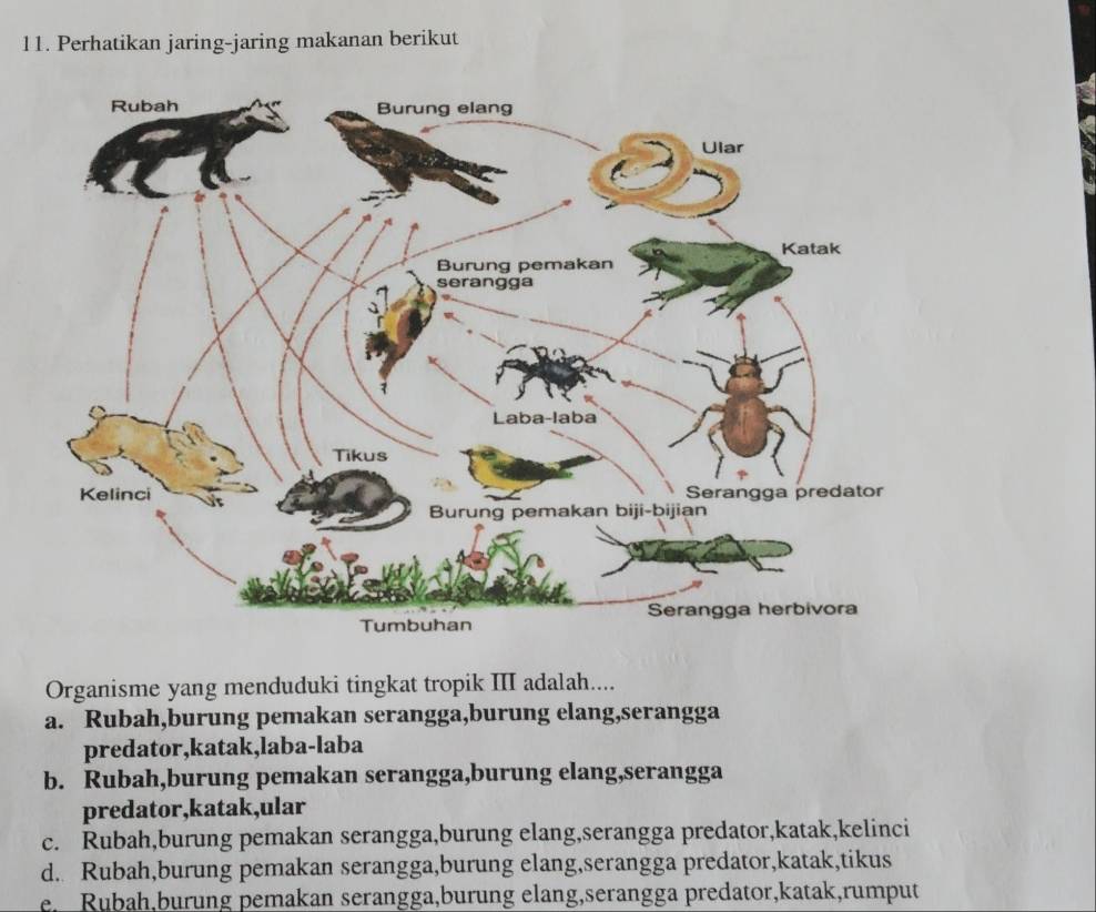 Perhatikan jaring-jaring makanan berikut
Organisme yang menduduki tingkat tropik III adalah....
a. Rubah,burung pemakan serangga,burung elang,serangga
predator,katak,laba-laba
b. Rubah,burung pemakan serangga,burung elang,serangga
predator,katak,ular
c. Rubah,burung pemakan serangga,burung elang,serangga predator,katak,kelinci
d. Rubah,burung pemakan serangga,burung elang,serangga predator,katak,tikus
e. Rubah,burung pemakan serangga,burung elang,serangga predator,katak,rumput