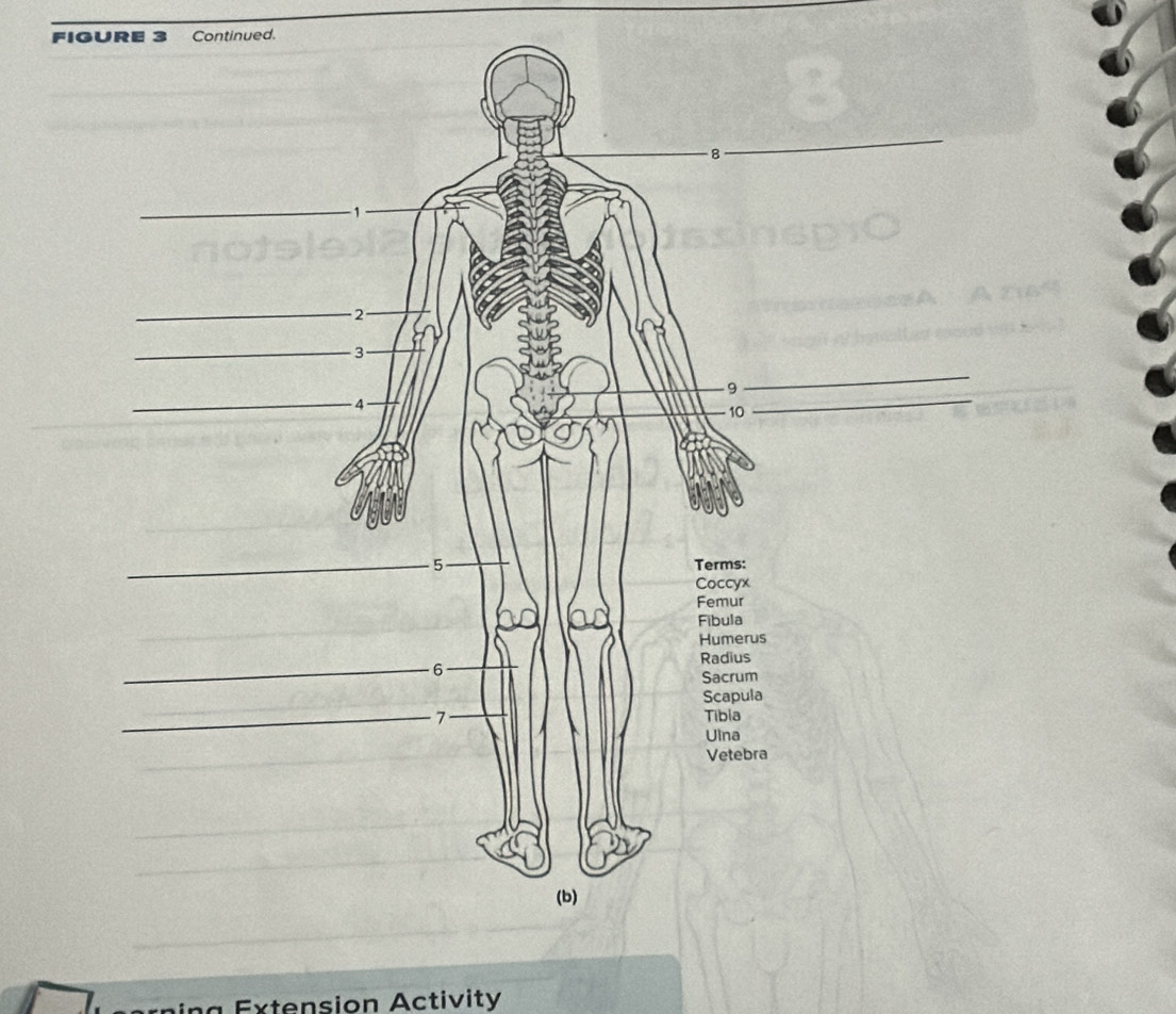 FIGURE 3 Continued. 
in g Extension Activity