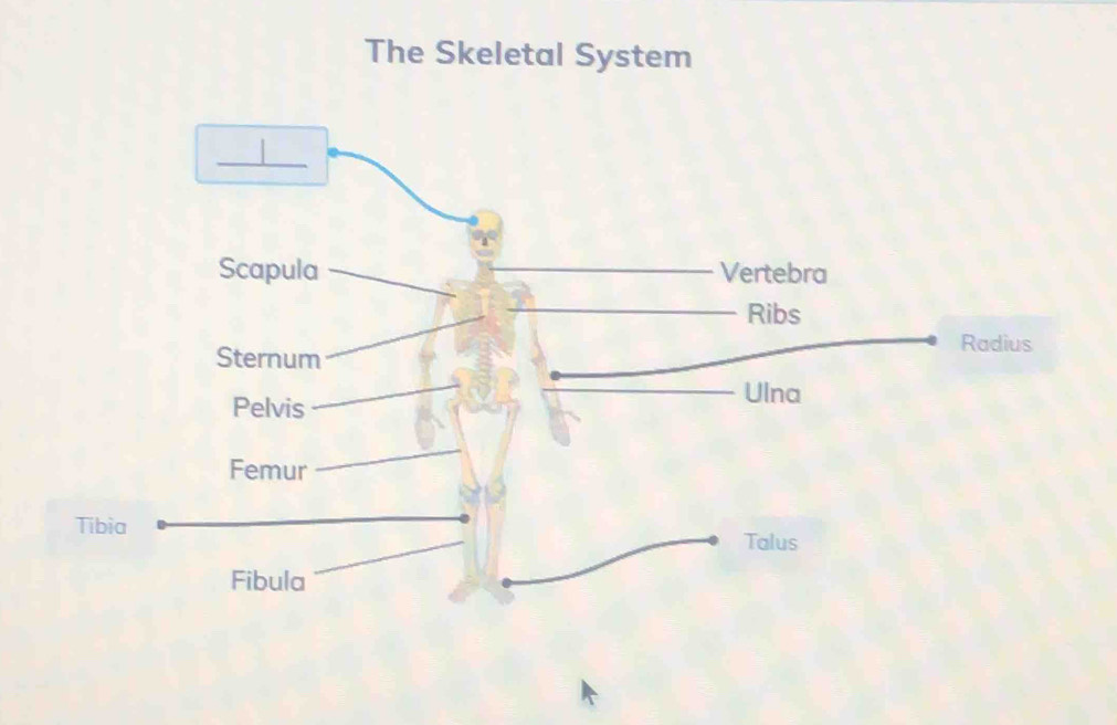 The Skeletal System