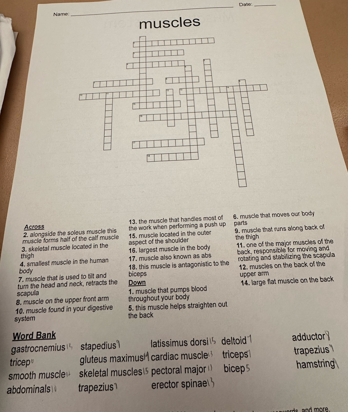 Date:_
Name:
_
Across 13, the muscle that handles most of 6. muscle that moves our body
2. alongside the soleus muscle this the work when performing a push up parts
muscle forms half of the calf muscle 15. muscle located in the outer 9. muscle that runs along back of
3. skeletal muscle located in the aspect of the shoulder the thigh
thigh 16. largest muscle in the body 11. one of the major muscles of the
4. smallest muscle in the human 17. muscle also known as abs back, responsible for moving and
body 18. this muscle is antagonistic to the rotating and stabilizing the scapula
7. muscle that is used to tilt and biceps 12. muscles on the back of the
turn the head and neck, retracts the Down upper arm
scapula 1. muscle that pumps blood 14. large flat muscle on the back
8. muscle on the upper front arm throughout your body
10. muscle found in your digestive 5. this muscle helps straighten out
system the back
Word Bank adductor
gastrocnemius stapedius latissimus dorsi deltoid
tricep gluteus maximus cardiac muscle triceps trapezius 
smooth muscle skeletal muscles pectoral major bicep 5 hamstring 
abdominals trapezius erector spinae
s and more.