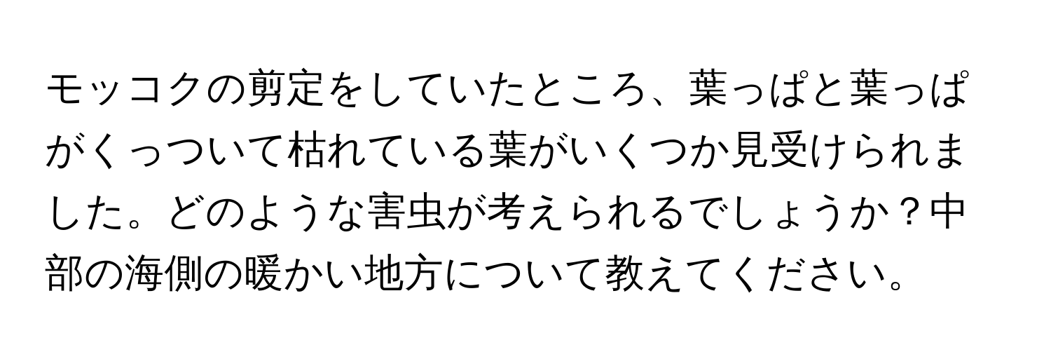 モッコクの剪定をしていたところ、葉っぱと葉っぱがくっついて枯れている葉がいくつか見受けられました。どのような害虫が考えられるでしょうか？中部の海側の暖かい地方について教えてください。