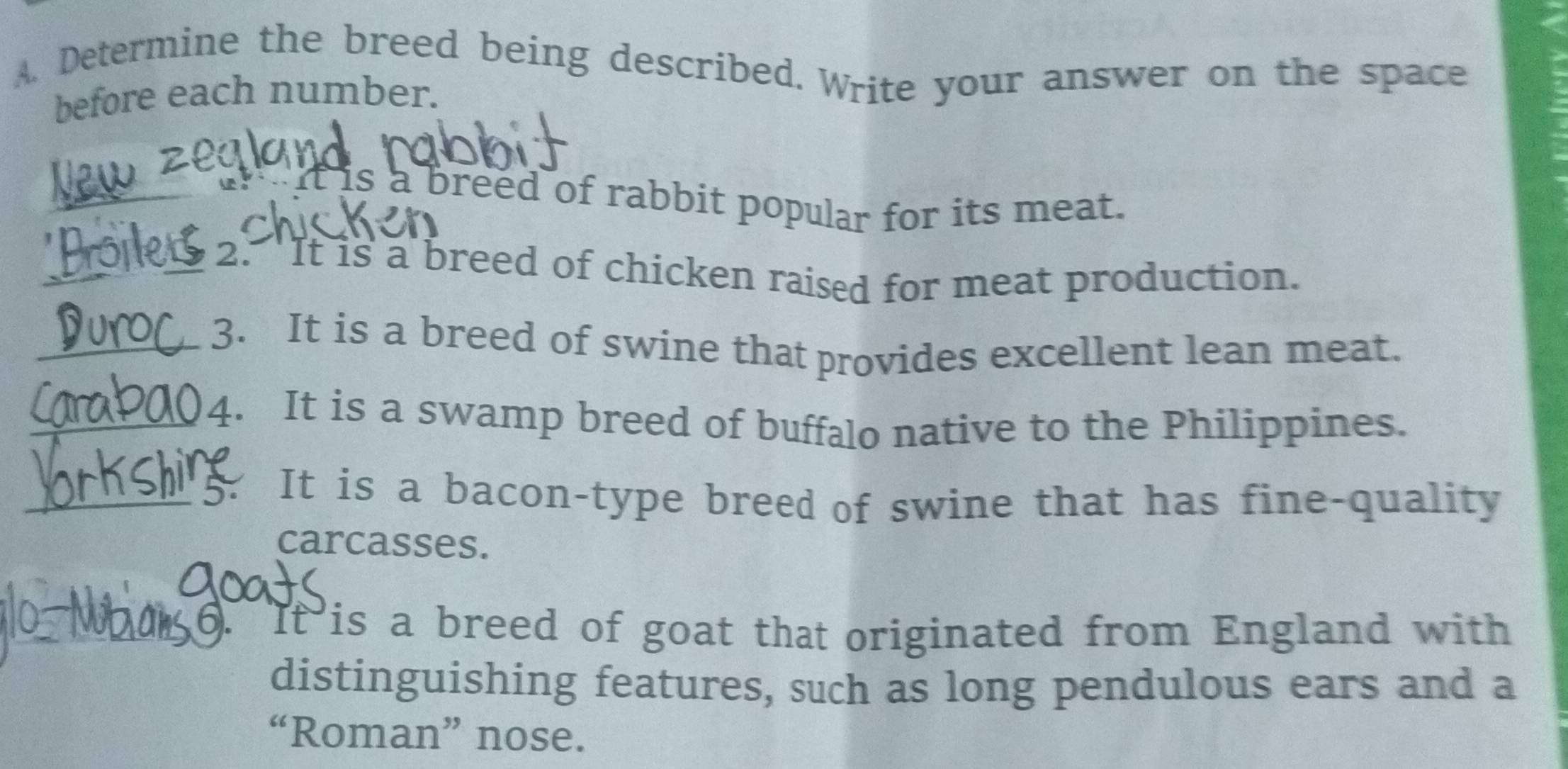 Determine the breed being described. Write your answer on the space 
before each number. 
_ if is a breed of rabbit popular for its meat. 
_2. 'It is a breed of chicken raised for meat production. 
_3. It is a breed of swine that provides excellent lean meat. 
_4. It is a swamp breed of buffalo native to the Philippines. 
_5. It is a bacon-type breed of swine that has fine-quality 
carcasses. 
6. It is a breed of goat that originated from England with 
distinguishing features, such as long pendulous ears and a 
“Roman” nose.