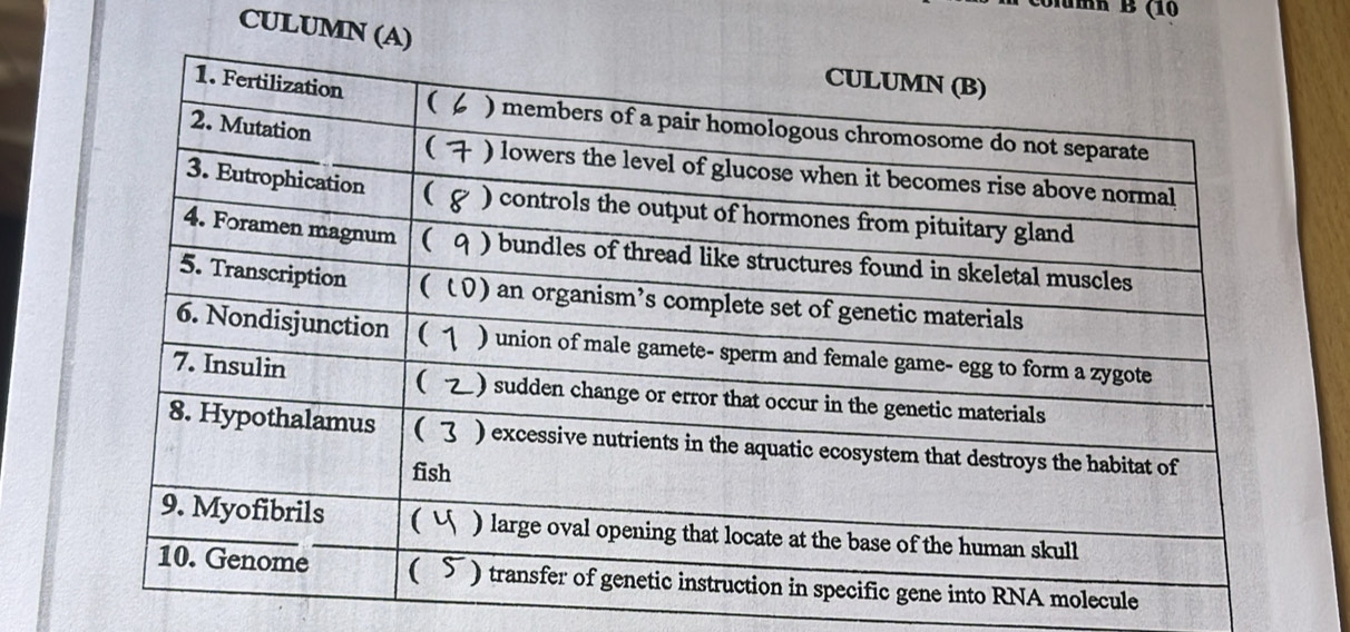 mk B (10 
CULUMN ( 
lecule