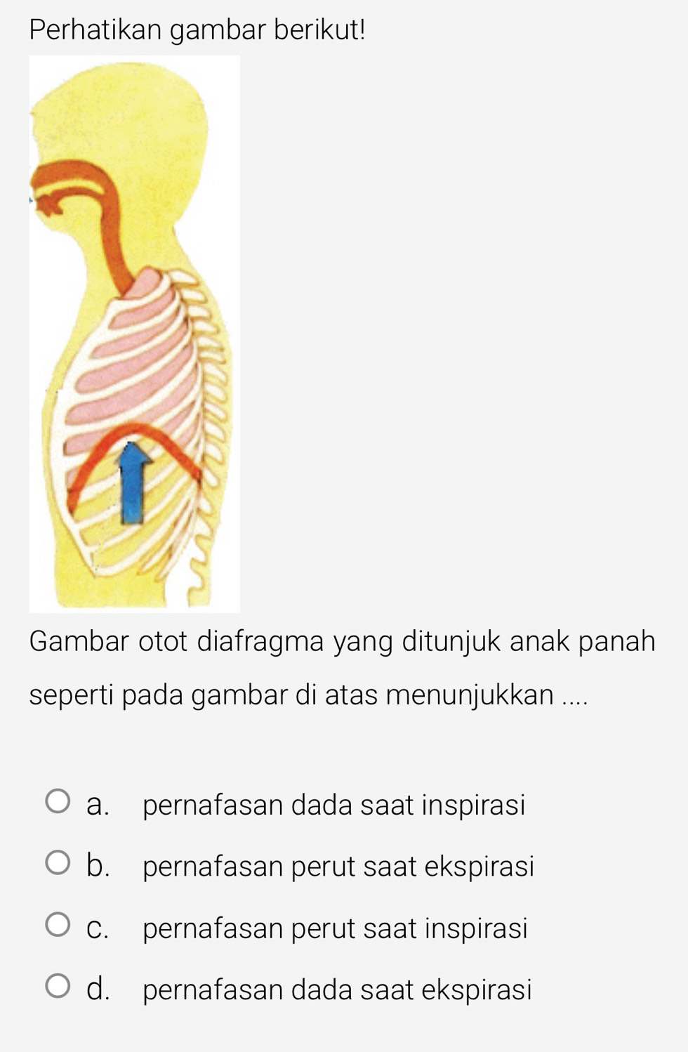 Perhatikan gambar berikut!
Gambar otot diafragma yang ditunjuk anak panah
seperti pada gambar di atas menunjukkan ....
a. pernafasan dada saat inspirasi
b. pernafasan perut saat ekspirasi
C. pernafasan perut saat inspirasi
d. pernafasan dada saat ekspirasi