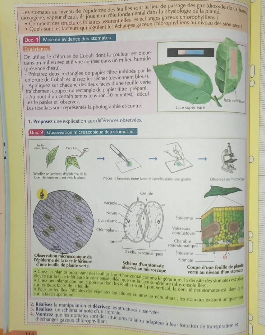 Les stomates au niveau de l'épiderme des feuilles sont le lieu de passage des gaz (dioxyde de carbone
dioxygène, vapeur d'eau), ils jouent un rôle fondamental dans la physiologie de la plante.
Comment ces structures foliaires assurent-elles les échanges gazeux chlorophylliens ?
Quels sont les facteurs qui régulent les échanges gazeux chlorophylliens au niveau des stomates ?
Doc. 1 Mise en évidence des stomates
Expérience
On utilise le chlorure de Cobalt dont la couleur est bleue
dans un milieu sec et il vire au rose dans un milieu humide
(présence d'eau).
- Préparez deux rectangles de papier filtre imbibés par le
chlorure de Cobalt et laïssez les sécher (deviennent bleus).
- Appliquez sur chacune des deux faces d’une feuille verte
fraïchement coupée un rectangle de papier filtre préparé.
- Au bout d'un certain temps (environ 30 minutes), décol-
lez le papier et observez.
Les résultats sont représentés la photographie ci-contre.
1. Proposez une explication aux différences observées.
Doc. 2 Observation microscopique des stomates
d'une plame. Feuillo Pince line,
Décollez un lambeau d'épiderme de la
face inférieure en tirant ávec la pince. Placez le lambeau entre lame et lamelle dans une goutte Observez au microscop
Épiderme
Vaisseaux
conducteurs
Chambre
us-stomatique
Épiderme
02
croscopique de Stomate
l'épiderme de la face inférieure  Schéma d'un stomate Coupe d'une feuille de plante
d'une feuille de plante verte.
observé au microscope verte au niveau d'un stômate
Chez les plantes présentant des feuilles à port horizontal comme le géranium, la densité des stomates est plus
élevée sur la face inférieure (moins ensoleillée) que sur la face supérieure (plus ensoleillée).
Chez une plante comme le poireau dont les feuilles sont à port vertical, la densité des stomnates est identique
sur les deux faces de la feuille.
Pour les feuilles flottantes des végétaux aquatiques comme les nénuphars , les stomates existent uniquement
sur la face supérieure.
2. Réalisez la manipulation et décrivez les structures observées.
3. Réalisez un schèma annoté d'un stomate.
4. Montrez que les stomates sont des structures foliaires adaptées à leur fonction de transpiration et
d'échanges gazeux chlorophylliens.
114