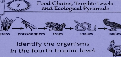 Food Chains, Trophic Levels 
and Ecological Pyramids 
2 
grass grasshoppers frogs snakes eagles 
Identify the organisms 
in the fourth trophic level.