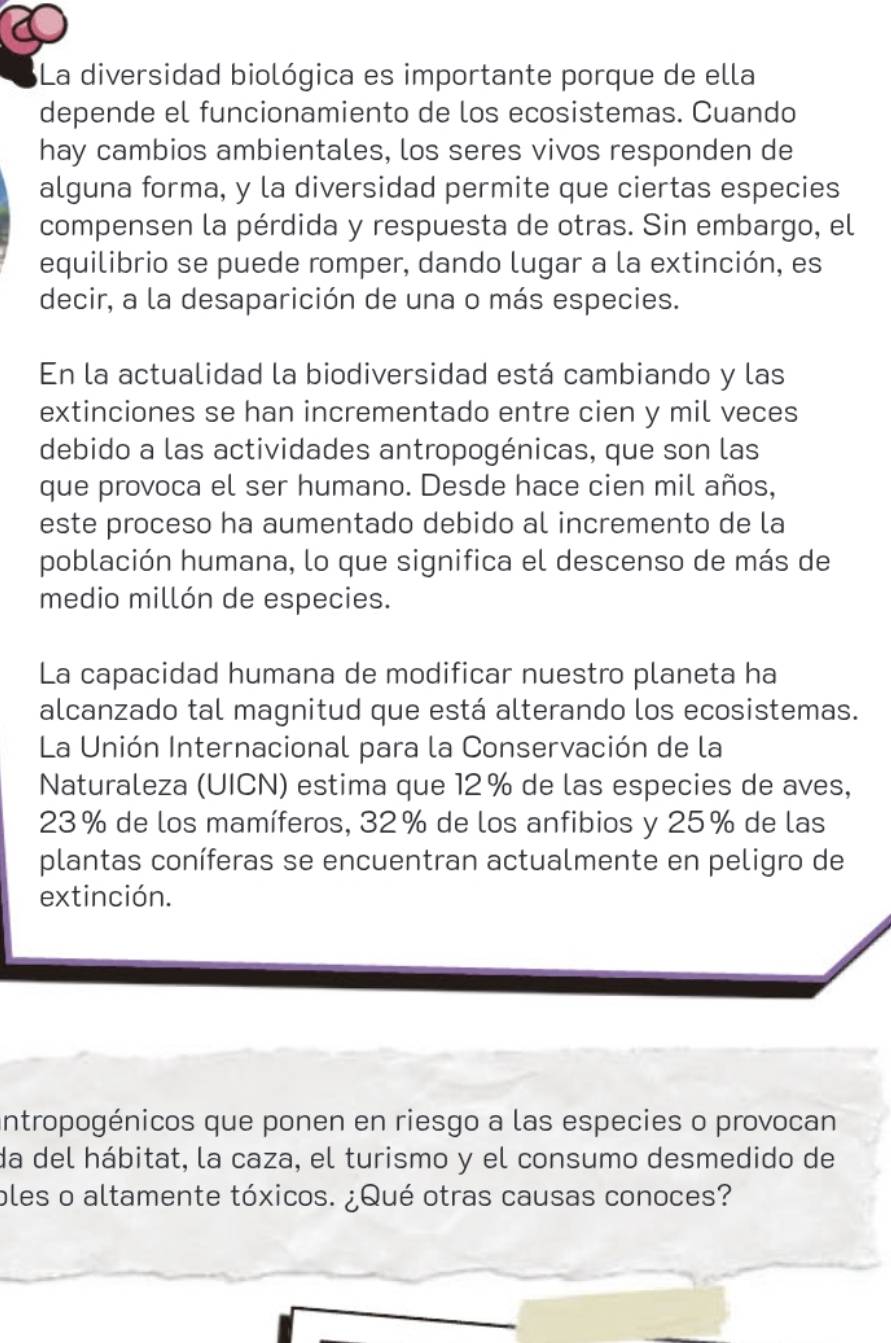 5La diversidad biológica es importante porque de ella 
depende el funcionamiento de los ecosistemas. Cuando 
hay cambios ambientales, los seres vivos responden de 
alguna forma, y la diversidad permite que ciertas especies 
compensen la pérdida y respuesta de otras. Sin embargo, el 
equilibrio se puede romper, dando lugar a la extinción, es 
decir, a la desaparición de una o más especies. 
En la actualidad la biodiversidad está cambiando y las 
extinciones se han incrementado entre cien y mil veces 
debido a las actividades antropogénicas, que son las 
que provoca el ser humano. Desde hace cien mil años, 
este proceso ha aumentado debido al incremento de la 
población humana, lo que significa el descenso de más de 
medio millón de especies. 
La capacidad humana de modificar nuestro planeta ha 
alcanzado tal magnitud que está alterando los ecosistemas. 
La Unión Internacional para la Conservación de la 
Naturaleza (UICN) estima que 12 % de las especies de aves,
23% de los mamíferos, 32% de los anfibios y 25% de las 
plantas coníferas se encuentran actualmente en peligro de 
extinción. 
intropogénicos que ponen en riesgo a las especies o provocan 
da del hábitat, la caza, el turismo y el consumo desmedido de 
ples o altamente tóxicos. ¿Qué otras causas conoces?