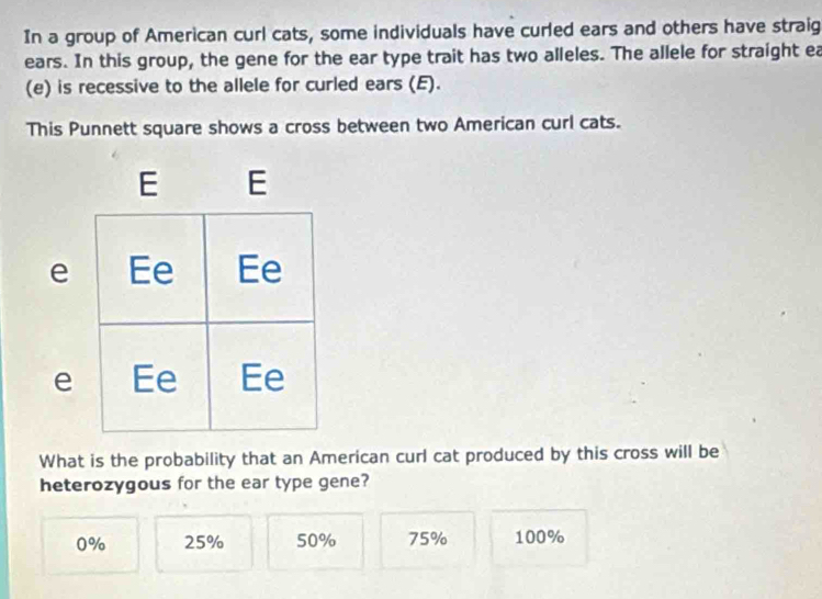 In a group of American curl cats, some individuals have curled ears and others have straig
ears. In this group, the gene for the ear type trait has two alleles. The allele for straight ea
(e) is recessive to the allele for curled ears (E).
This Punnett square shows a cross between two American curl cats.
e
e
What is the probability that an American curl cat produced by this cross will be
heterozygous for the ear type gene?
0% 25% 50% 75% 100%