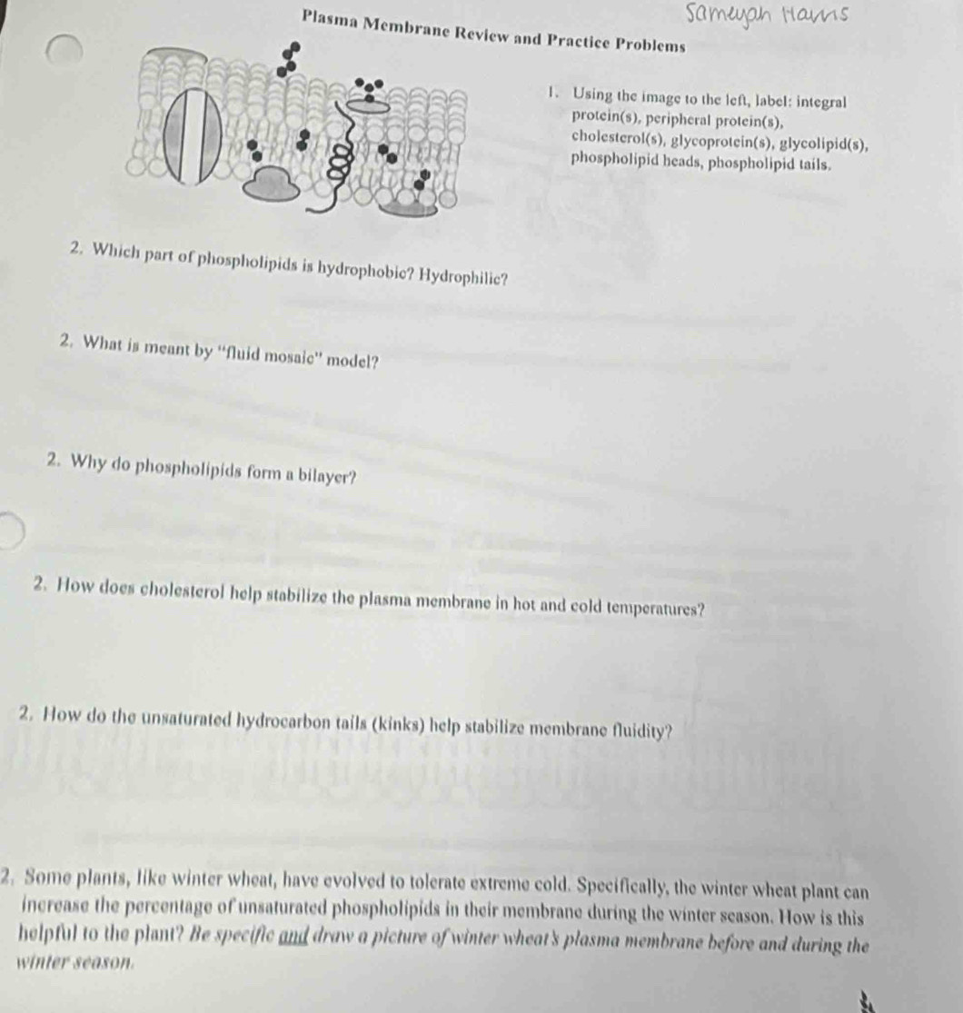 Plasma Membrane Rw and Practice Problems 
1. Using the image to the left, label: integral 
protein(s), peripheral protein(s), 
cholesterol(s), glycoprotein(s), glycolipid(s), 
phospholipid heads, phospholipid tails. 
2. Which part of phospholipids is hydrophobic? Hydrophilic? 
2. What is meant by “fluid mosaic” model? 
2. Why do phospholipids form a bilayer? 
2. How does cholesterol help stabilize the plasma membrane in hot and cold temperatures? 
2. How do the unsaturated hydrocarbon tails (kinks) help stabilize membrane fluidity? 
2. Some plants, like winter wheat, have evolved to tolerate extreme cold. Specifically, the winter wheat plant can 
increase the percentage of unsaturated phospholipids in their membrane during the winter scason. How is this 
helpful to the plant? Be specific and draw a picture of winter wheat's plasma membrane before and during the 
winter season.