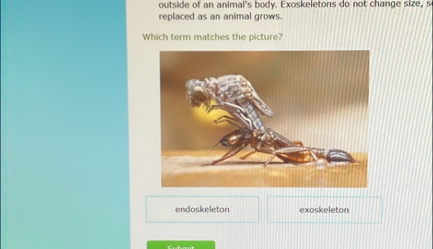 outside of an animal's body. Exoskeletons do not change size, s
replaced as an animal grows.
Which term matches the picture?
endoskeleton exoskeleton