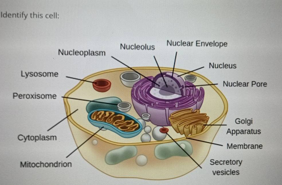 Identify this cell: