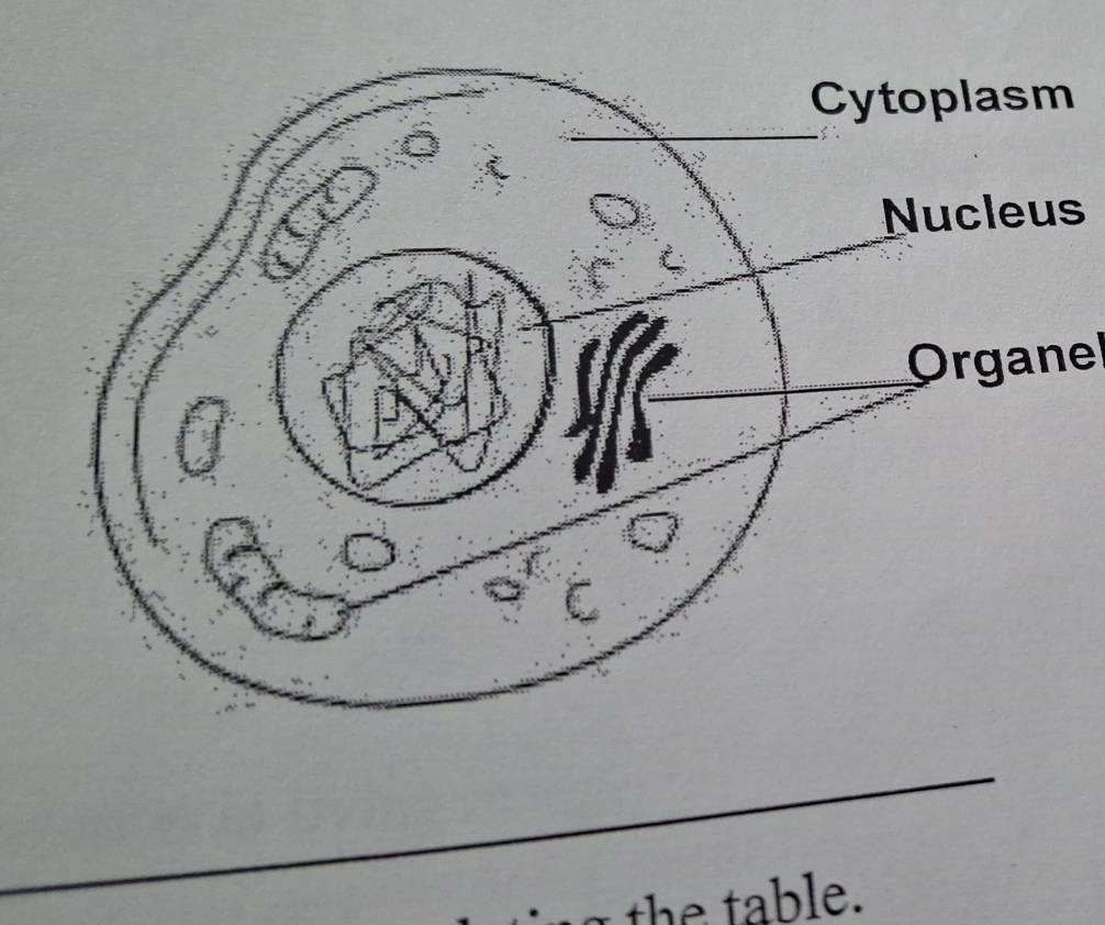 Organel 
the table.