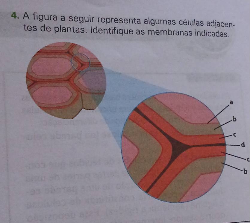 A figura a seguir representa algumas células adjacen- 
tes de plantas. Identifique as membranas indicadas. 
d 
C 
b