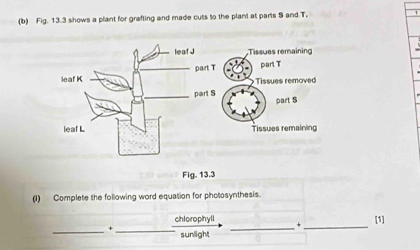 Fig. 13.3 shows a plant for grafting and made cuts to the plant at parts S and T. 1 
leaf J Tissues remaining 
_part T part T 
leaf K Tissues removed 
_part S 
part S 
leaf L Tissues remaining 
Fig. 13.3 
(1) Complete the following word equation for photosynthesis. 
chlorophyll [1] 
_ 
_+ 
_+_ 
sunlight