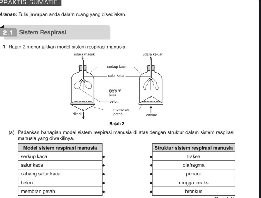 PRAKTIS SUMATIF
Arahan: Tulis jawapan anda dalam ruang yang disediakan.
2.1 Sistem Respirasi
1 Rajah 2 menunjukkan model sistem respirasi manusia.
(a) Padankan bahagian model sistem respirasi manusia di atas dengan struktur dalam sistem respirasi
manusia yang diwakilinya.
Model sistem respirasi manusia
serkup kaca
salur kaca
cabang salur kaca
belon
membran getah
