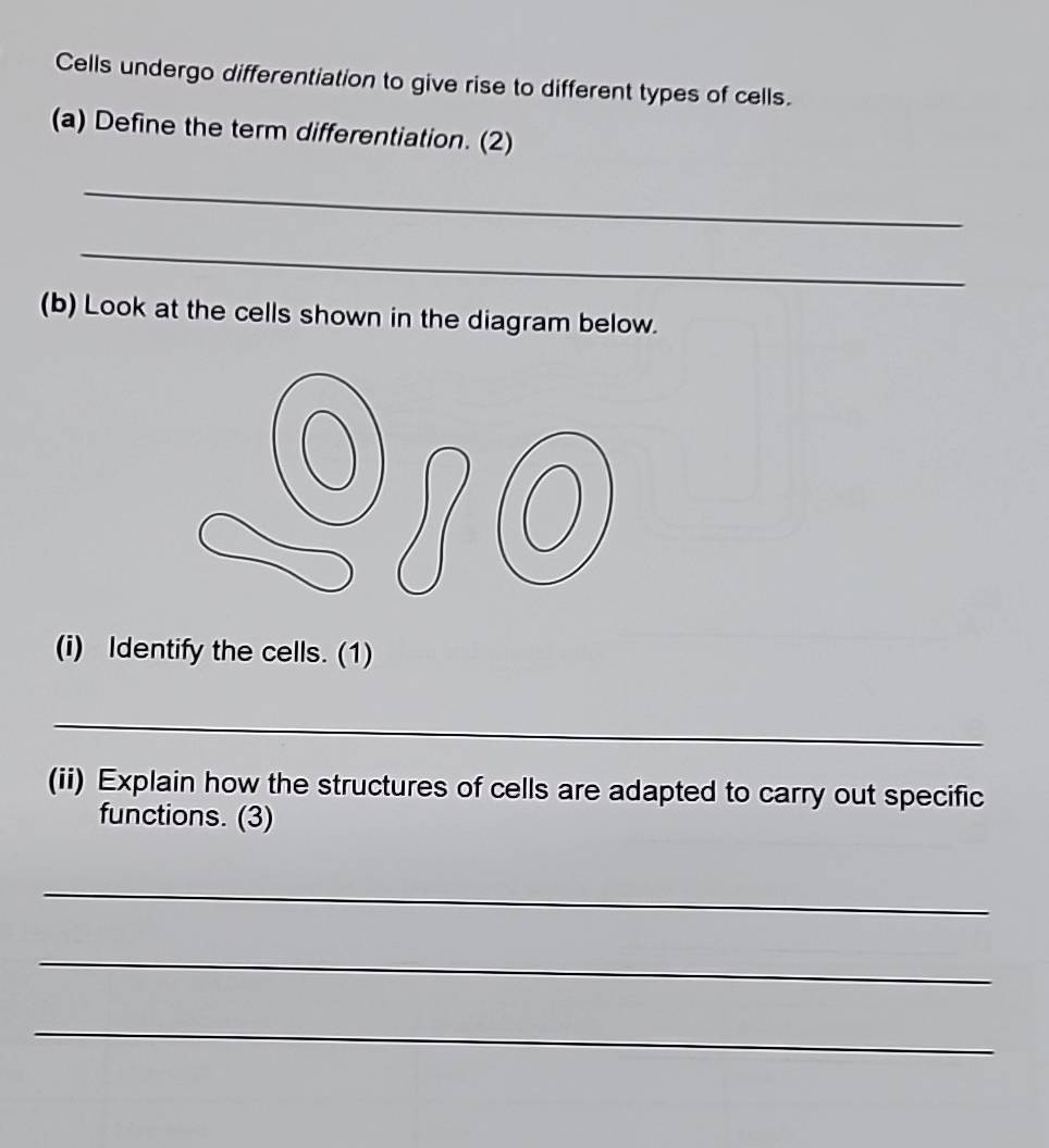 Cells undergo differentiation to give rise to different types of cells. 
(a) Define the term differentiation. (2) 
_ 
_ 
(b) Look at the cells shown in the diagram below. 
(i) Identify the cells. (1) 
_ 
(ii) Explain how the structures of cells are adapted to carry out specific 
functions. (3) 
_ 
_ 
_