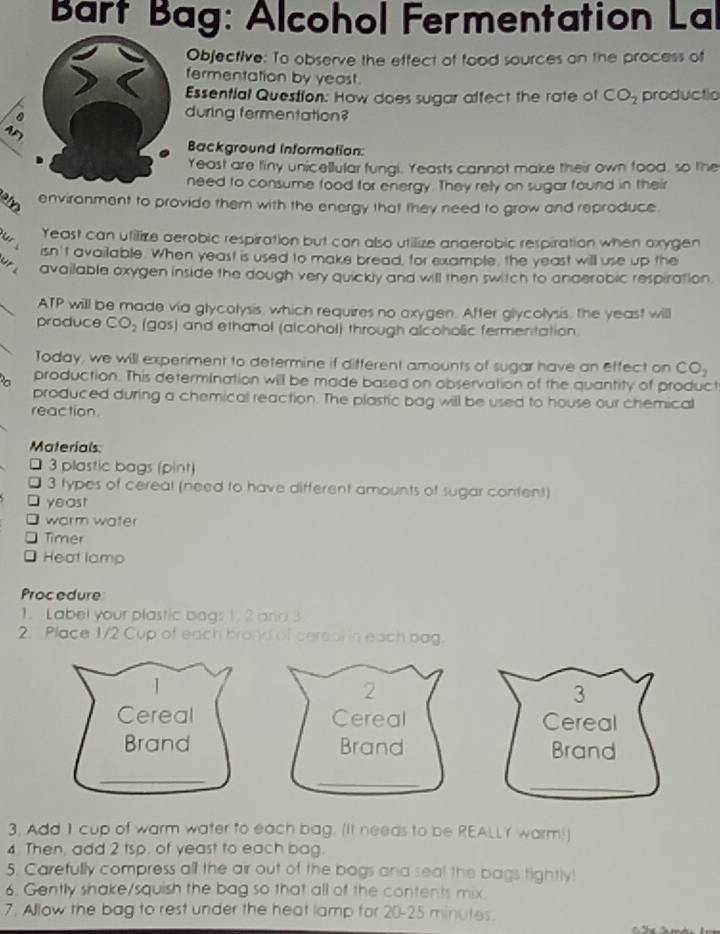 Bart Bag: Alcohol Fermentation Lal 
Objective: To observe the effect of food sources on the process of 
fermentation by yeast. 
Essential Question: How does sugar affect the rate of CO_2 productio 
during fermentation? 
Background Information: 
Yeast are tiny unicellular fungi. Yeasts cannot make their own food, so the 
need to consume food for energy. They rely on sugar found in their 
environment to provide them with the energy that they need to grow and reproduce. 
Yeast can utilize aerobic respiration but can also utilize anaerobic respiration when oxygen 
isn't available. When yeast is used to make bread, for example, the yeast will use up the 
available oxygen inside the dough very quickly and will then switch to anderobic respiration. 
ATP will be made via glycotysis, which requires no oxygen. After glycolysis, the yeast will 
produce CO_2 (gas) and ethanol (alcohol) through alcoholic fermentation. 
Today, we will experiment to determine if different amounts of sugar have an effect on CO_2
production. This determination will be made based on observation of the quantity of product 
produced during a chemical reaction. The plastic bag will be used to house our chemical 
reaction. 
Materials
□ 3 plastic bags (pint)
□ 3 types of cereal (need to have different amounts of sugar content) 
□ yeast 
D warm water 
D Timer 
* Heat lamp 
Proc edure 
1. Label your plastic bags 1. 2 and 3
2. Place 1/2 Cup of each brond of cersal in each bag. 
3. Add 1 cup of warm water to each bag. (It needs to be REALLY warm!) 
4. Then, add 2 tsp. of yeast to each bag. 
5. Carefully compress all the air out of the bags and seal the bags tightly! 
6. Gently shake/squish the bag so that all of the contents mix. 
7. Allow the bag to rest under the heat lamp for 20-25 minutes.