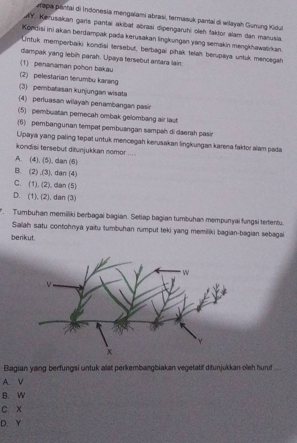 arapa pantai di Indonesia mengalami abrasi, termasuk pantai di wilayah Gunung Kidul
Y. Kerusakan garis pantai akibat abrasi dipengaruhi oleh faktor alam dan manusia.
Kondisi ini akan berdampak pada kerusakan lingkungan yang semakin mengkhawatirkan.
Untuk memperbaiki kondisi tersebut, berbagai pihak telah berupaya untuk mencegah
dampak yang lebih parah. Upaya tersebut antara lain:
(1) penanaman pohon bakau
(2) pelestarian terumbu karang
(3) pembatasan kunjungan wisata
(4) perluasan wilayah penambangan pasir
(5) pembuatan pemecah ombak gelombang air laut
(6) pembangunan tempat pembuangan sampah di daerah pasir
Upaya yang paling tepat untuk mencegah kerusakan lingkungan karena faktor alam pada
kondisi tersebut ditunjukkan nomor ....
A. (4), (5), dan (6)
B. (2) ,(3), dan (4)
C. (1), (2), dan (5)
D. (1), (2), dan (3)
. Tumbuhan memiliki berbagai bagian. Setiap bagian tumbuhan mempunyai fungsi tertentu.
Salah satu contohnya yaitu tumbuhan rumput teki yang memiliki bagian-bagian sebagai
berikut.
Bagian yang berfungsi untuk alat perkembangbiakan vegetatif ditunjukkan cleh hurf ....
A. V
B. W
C. x
D、 Y
