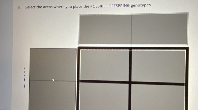 Select the areas where you place the POSSIBLE OFFSPRING genotypes