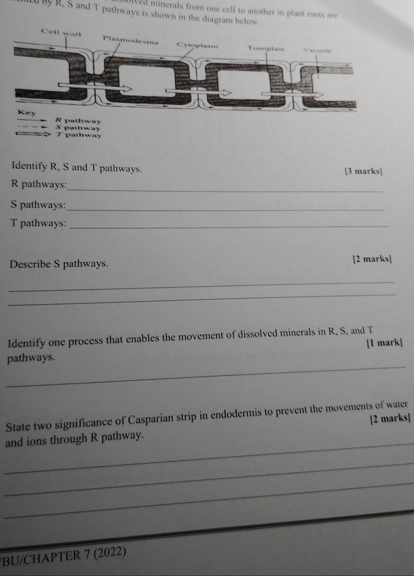 ulved minerals from one cell to another in plant roots are 
By R. S and T pathways is shown in the diagram below.
R pathway 
S pathway
T pathway 
Identify R, S and T pathways. 
[3 marks]
R pathways:_ 
S pathways:_ 
T pathways:_ 
Describe S pathways. 
[2 marks] 
_ 
_ 
Identify one process that enables the movement of dissolved minerals in R, S, and T
[1 mark] 
_ 
pathways. 
State two significance of Casparian strip in endodermis to prevent the movements of water 
_ 
and ions through R pathway. [2 marks] 
_ 
_ 
BU/CHAPTER 7 (2022)